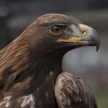 Roofvogeldemonstraties Koninginnedag 2013